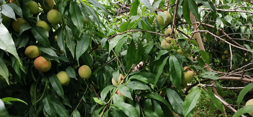 樂(lè)享豐收喜悅，競(jìng)達(dá)科技園的水蜜桃成熟了！